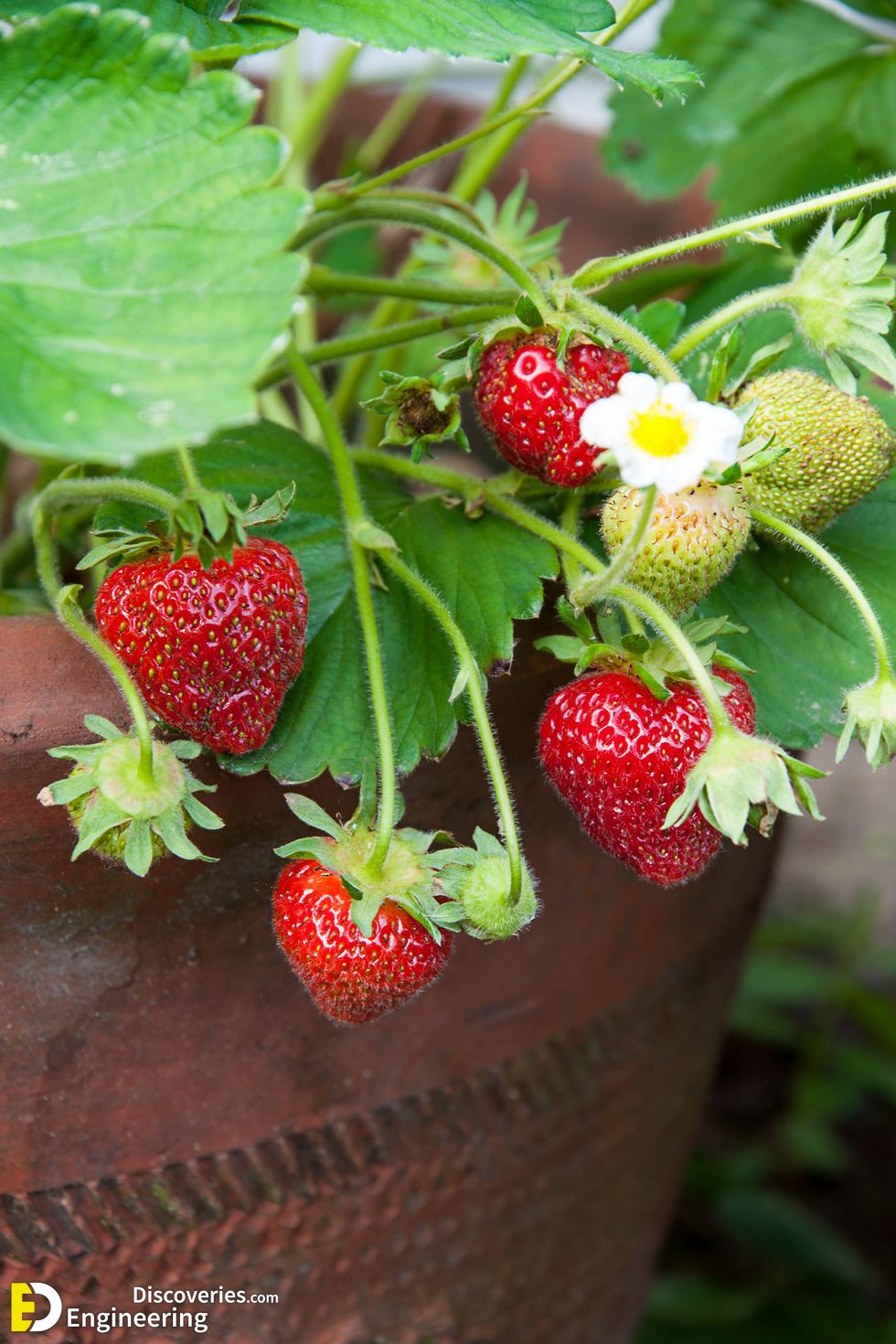 strawberries-growing-in-clay-pot-royalty-free-image-1587494022.jpg
