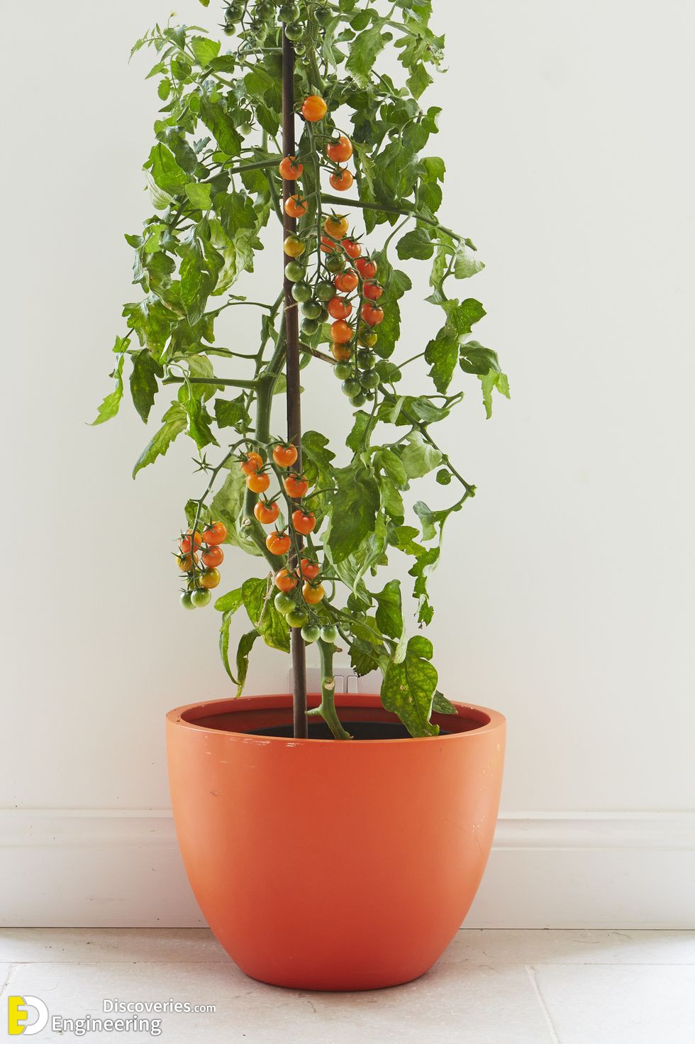 tomato-plant-growing-in-an-orange-pot-with-cane-royalty-free-image-944672974-1564074472201.jpg
