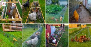 How To Build A DIY Chicken Tunnel In Your Backyard | Engineering ...