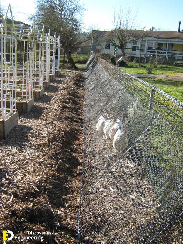 backyard-chicken-coop-with-tunnel-6.jpg