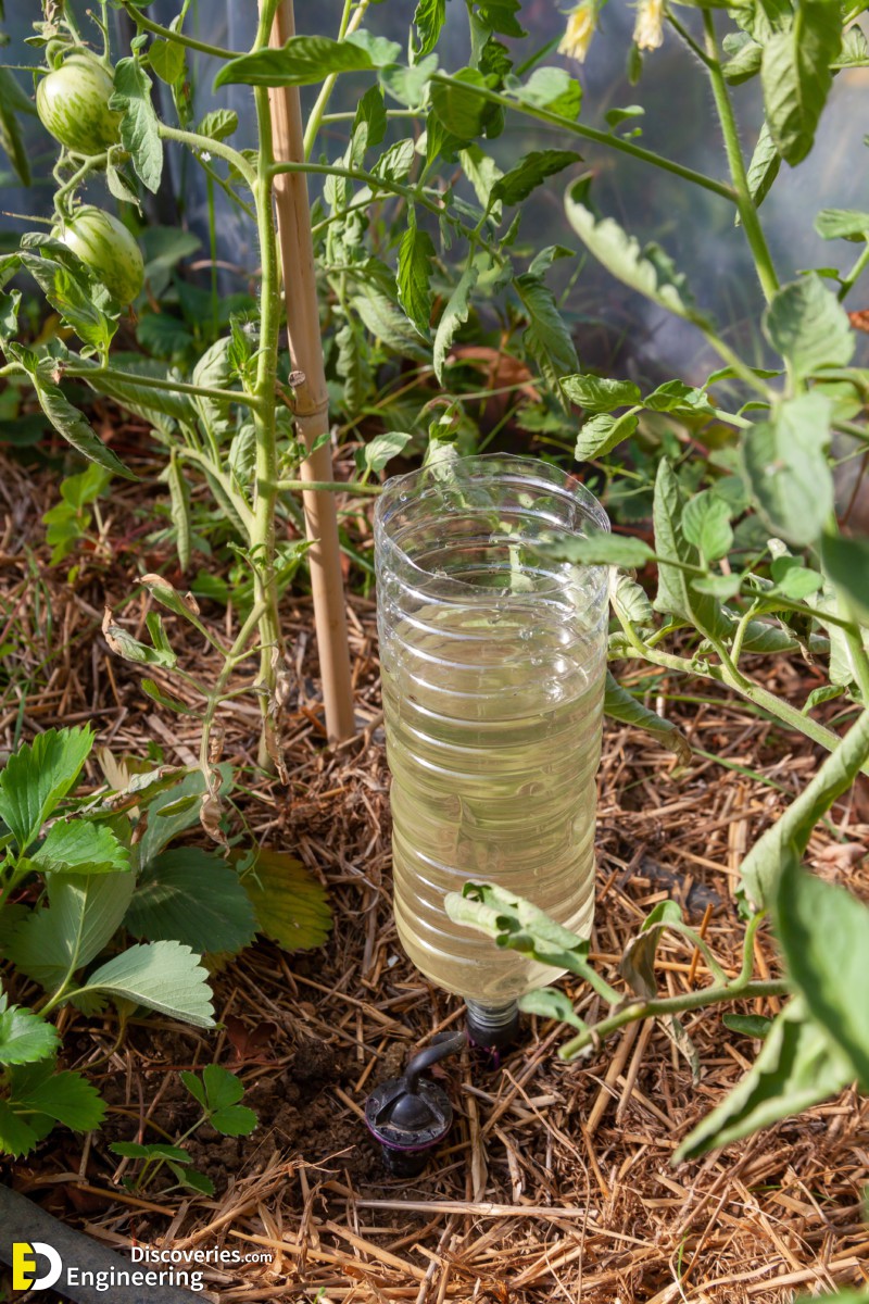 drip-irrigation-tomatoes.jpg