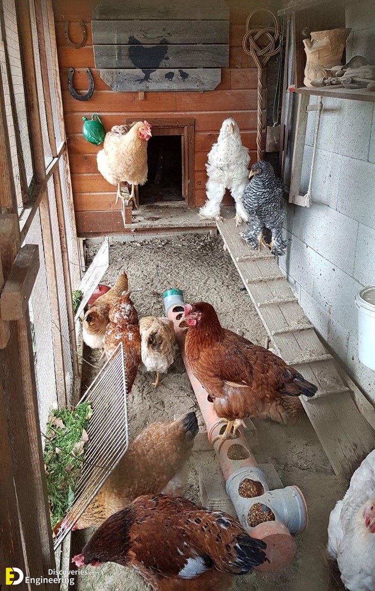10-engineering-discoveries-322B-creative-chicken-keeping-ideas-at-home.jpg