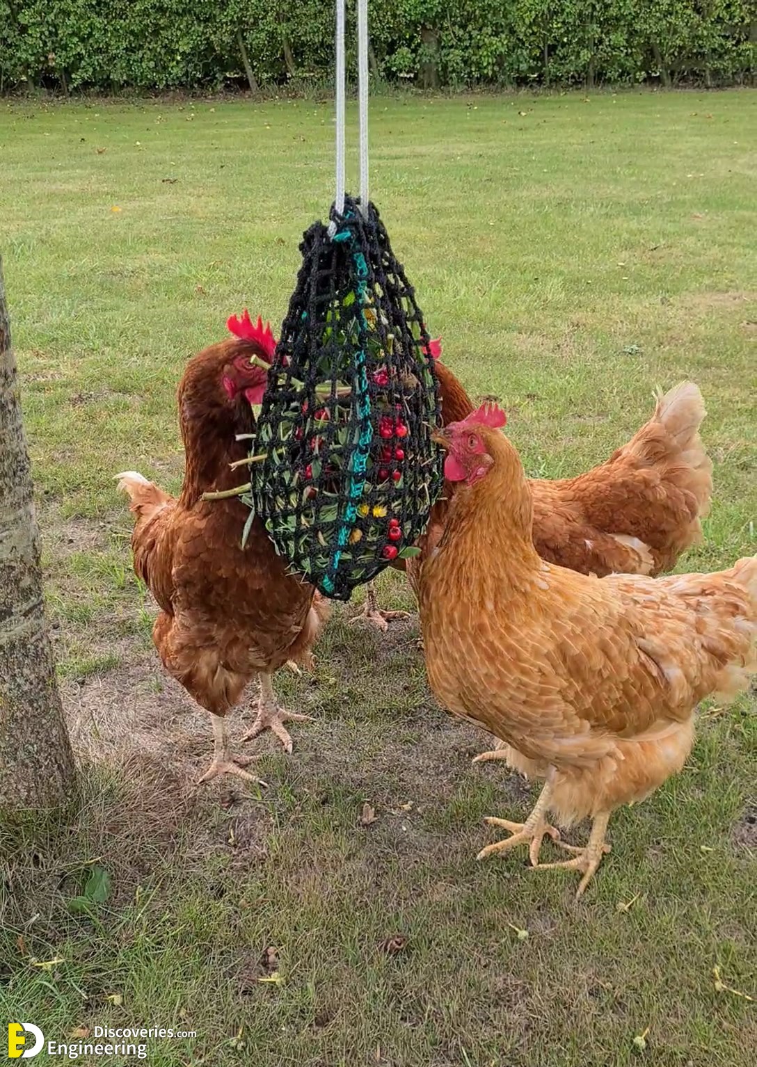 12-engineering-discoveries-322B-creative-chicken-keeping-ideas-at-home.jpg