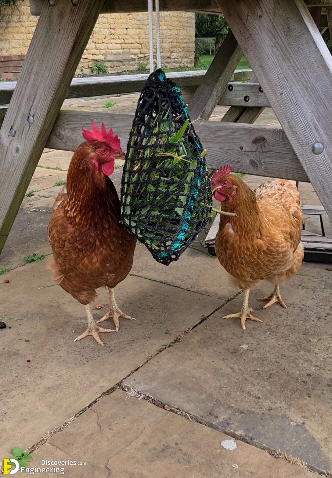 15-engineering-discoveries-322B-creative-chicken-keeping-ideas-at-home.jpg