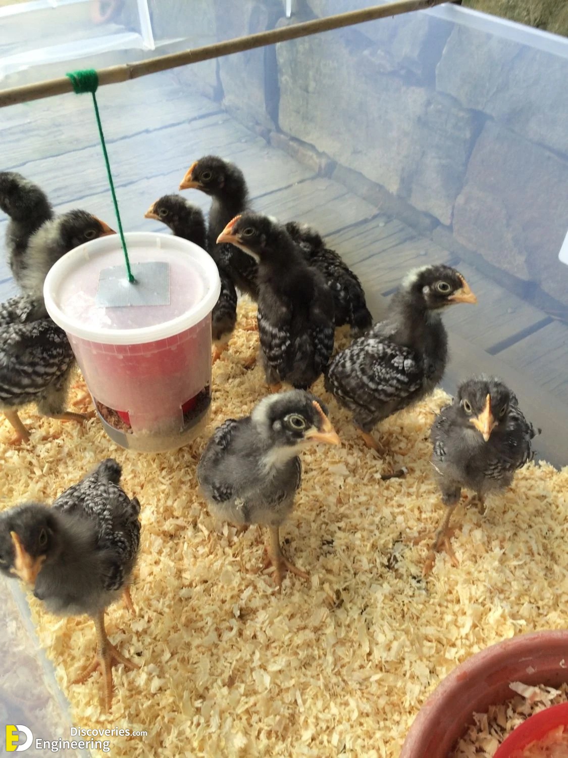 16-engineering-discoveries-322B-creative-chicken-keeping-ideas-at-home.jpg