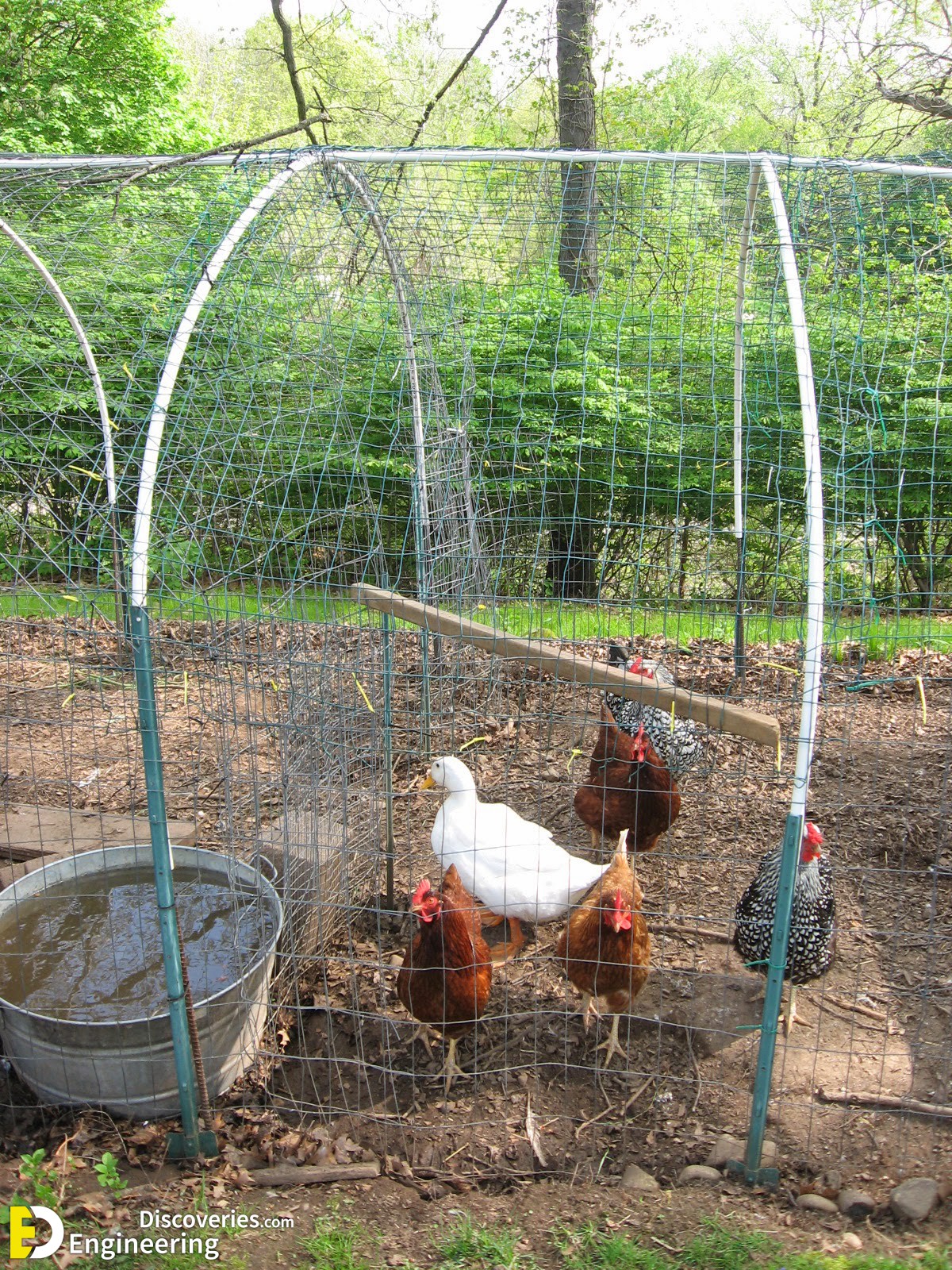 18-engineering-discoveries-322B-creative-chicken-keeping-ideas-at-home.jpg