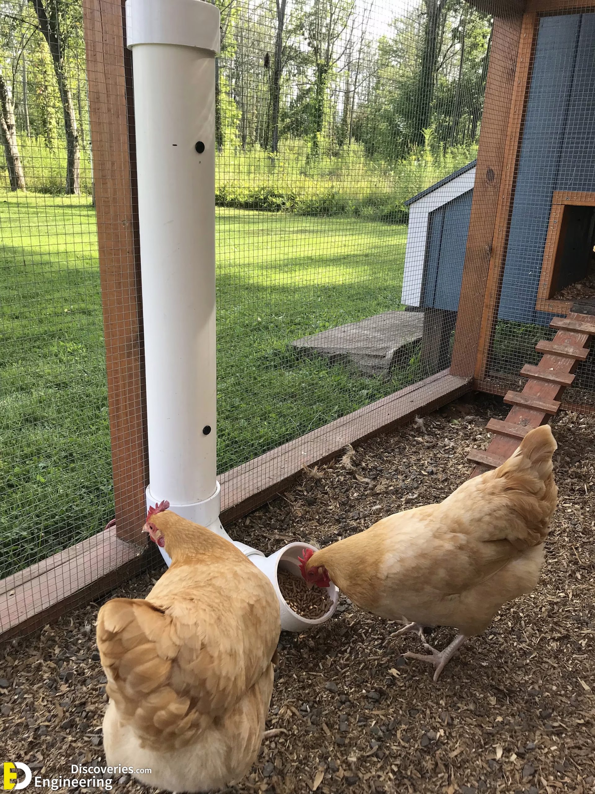 2-engineering-discoveries-322B-creative-chicken-keeping-ideas-at-home-scaled.jpg
