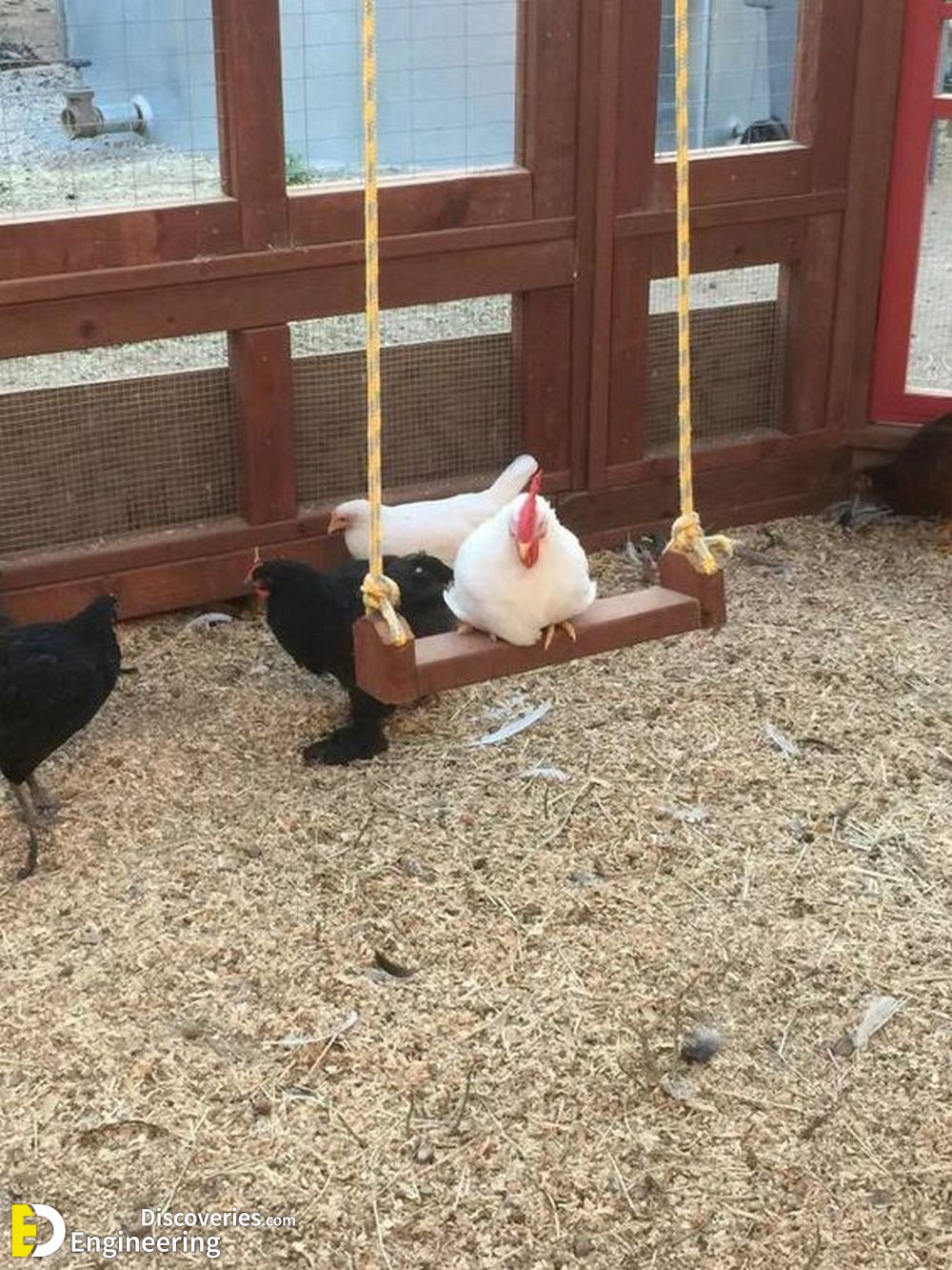 20-engineering-discoveries-322B-creative-chicken-keeping-ideas-at-home.jpg