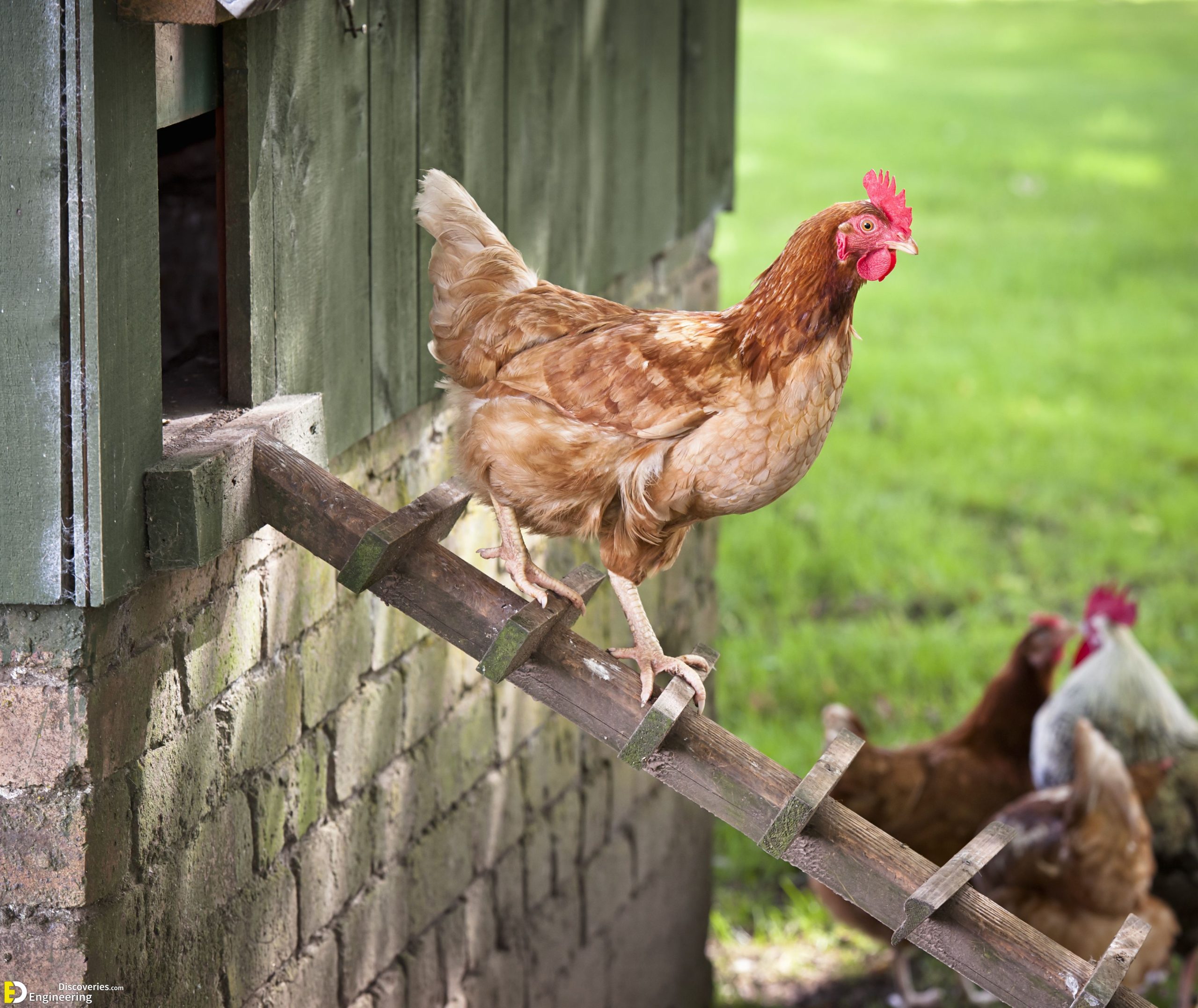 21-engineering-discoveries-322B-creative-chicken-keeping-ideas-at-home-scaled.jpg