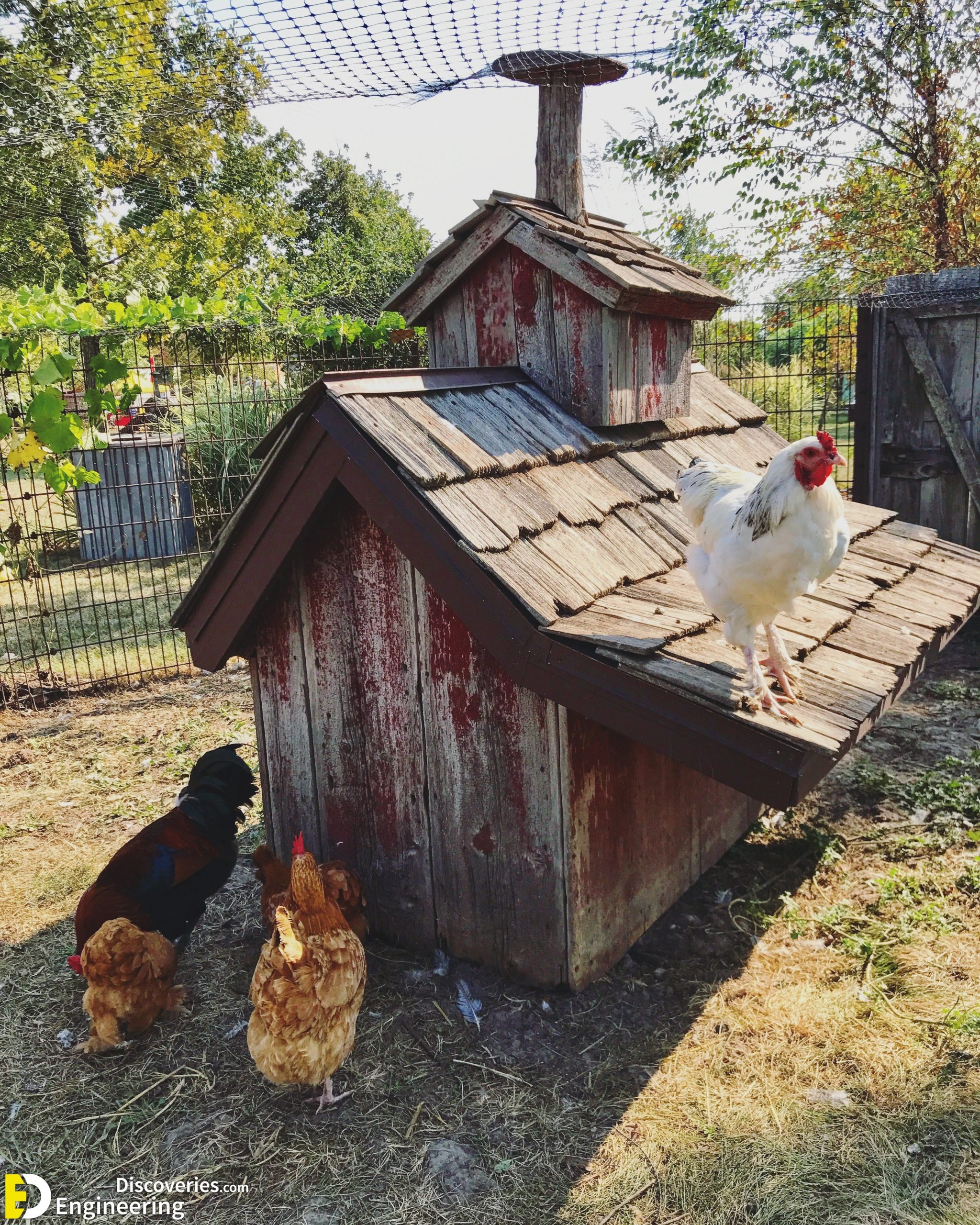 23-engineering-discoveries-322B-creative-chicken-keeping-ideas-at-home-scaled.jpg