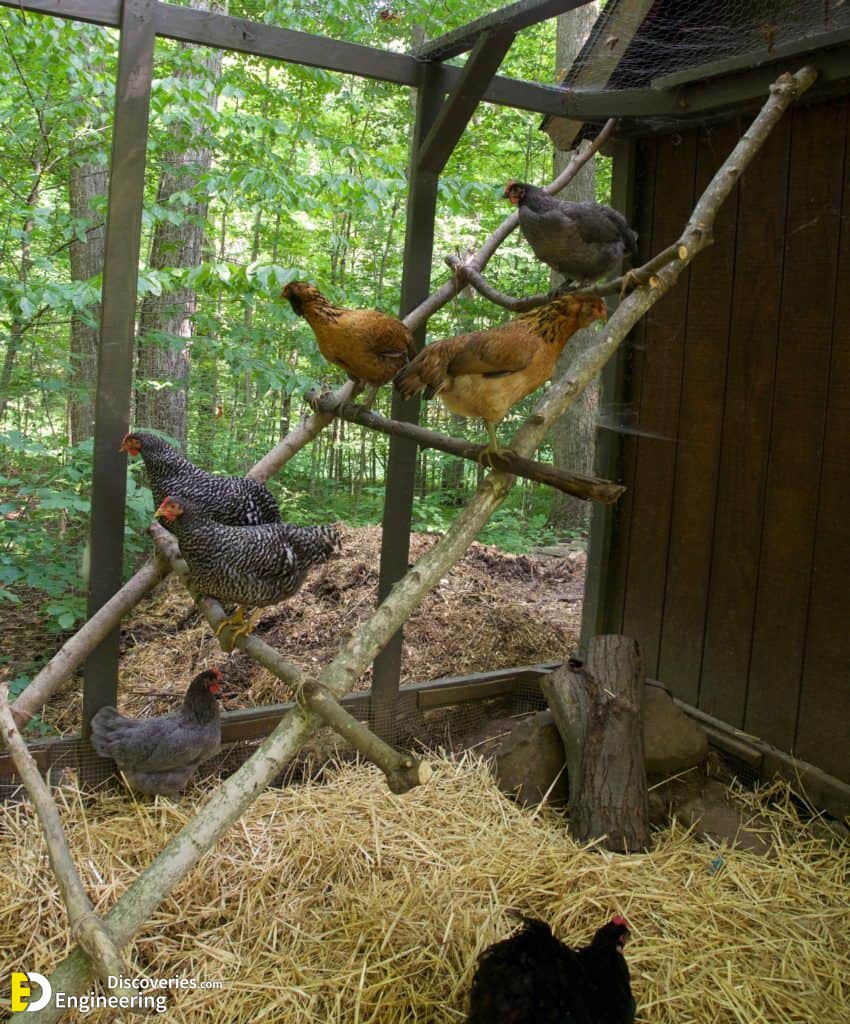 24-engineering-discoveries-322B-creative-chicken-keeping-ideas-at-home.jpeg