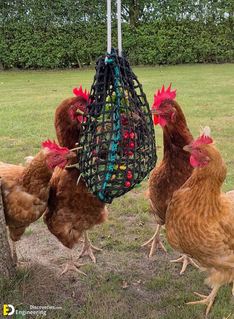 25-engineering-discoveries-322B-creative-chicken-keeping-ideas-at-home.jpg