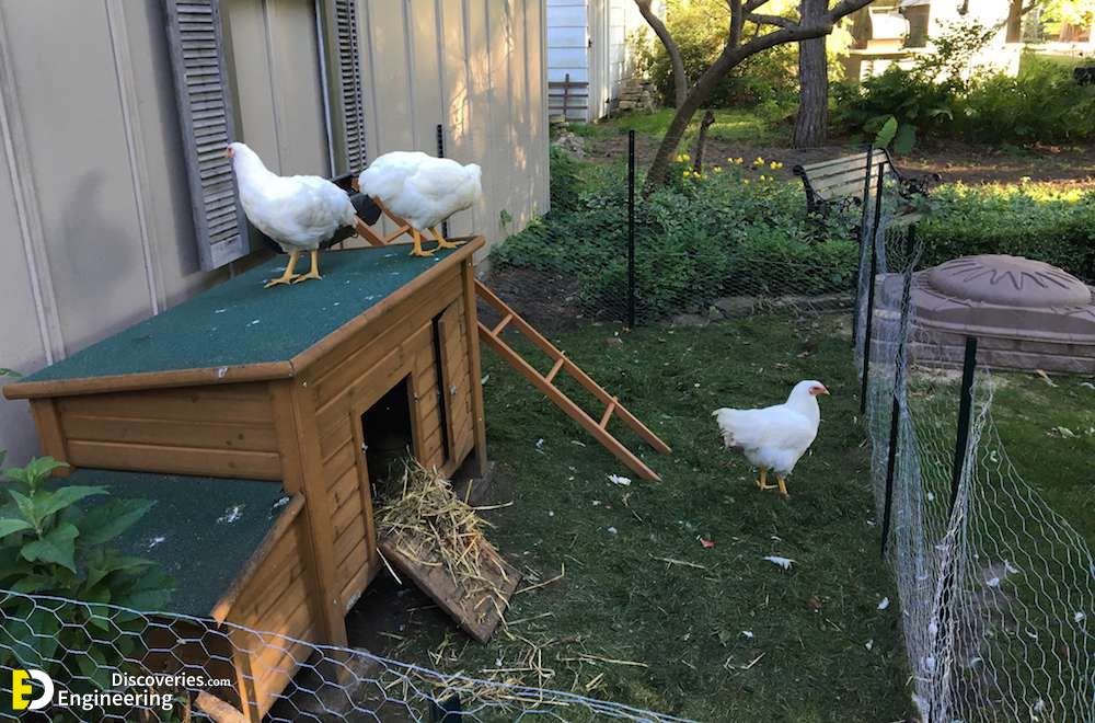 29-engineering-discoveries-322B-creative-chicken-keeping-ideas-at-home.jpg