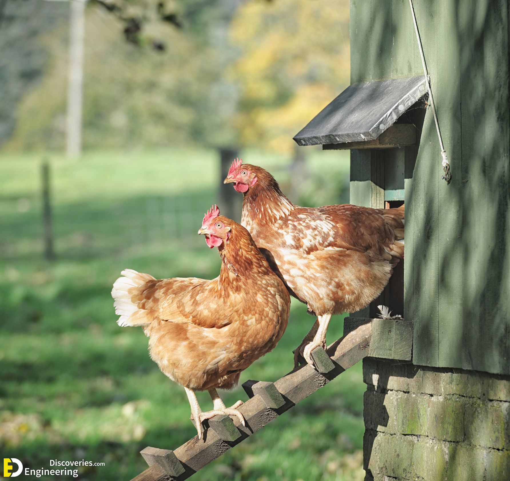 31-engineering-discoveries-322B-creative-chicken-keeping-ideas-at-home.jpg