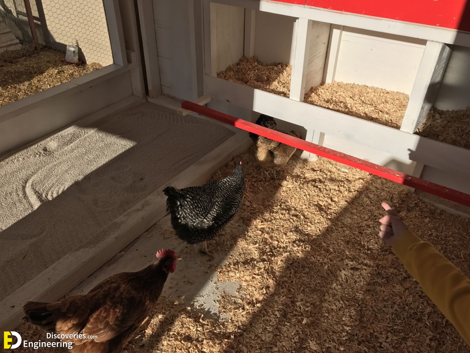 32-engineering-discoveries-322B-creative-chicken-keeping-ideas-at-home.jpg