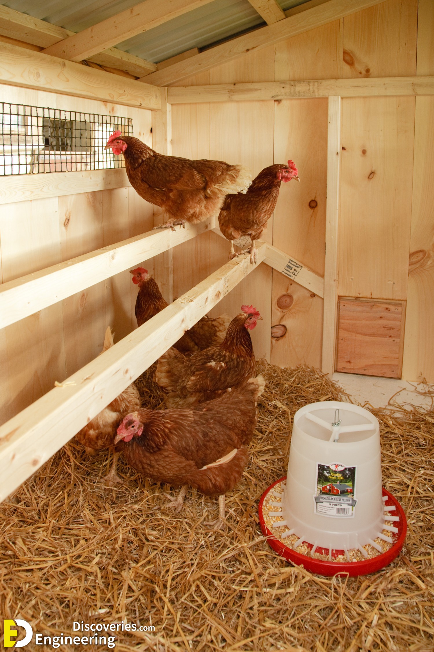 5-engineering-discoveries-322B-creative-chicken-keeping-ideas-at-home.jpg