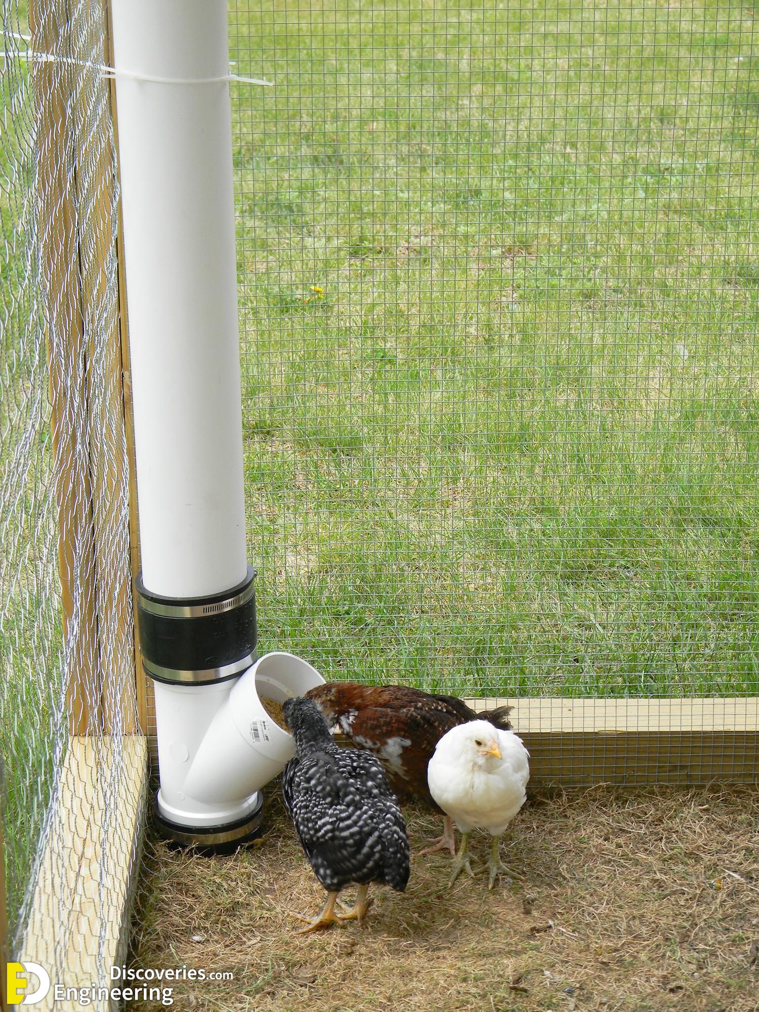 6-engineering-discoveries-322B-creative-chicken-keeping-ideas-at-home.jpg