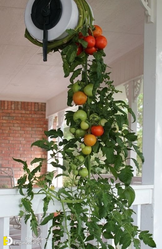 1-engineering-discoveries-3-engineering-discoveries-eat-fresh-live-fresh-the-ultimate-guide-on-how-to-grow-fresh-and-healthy-vegetables-at-home.jpg