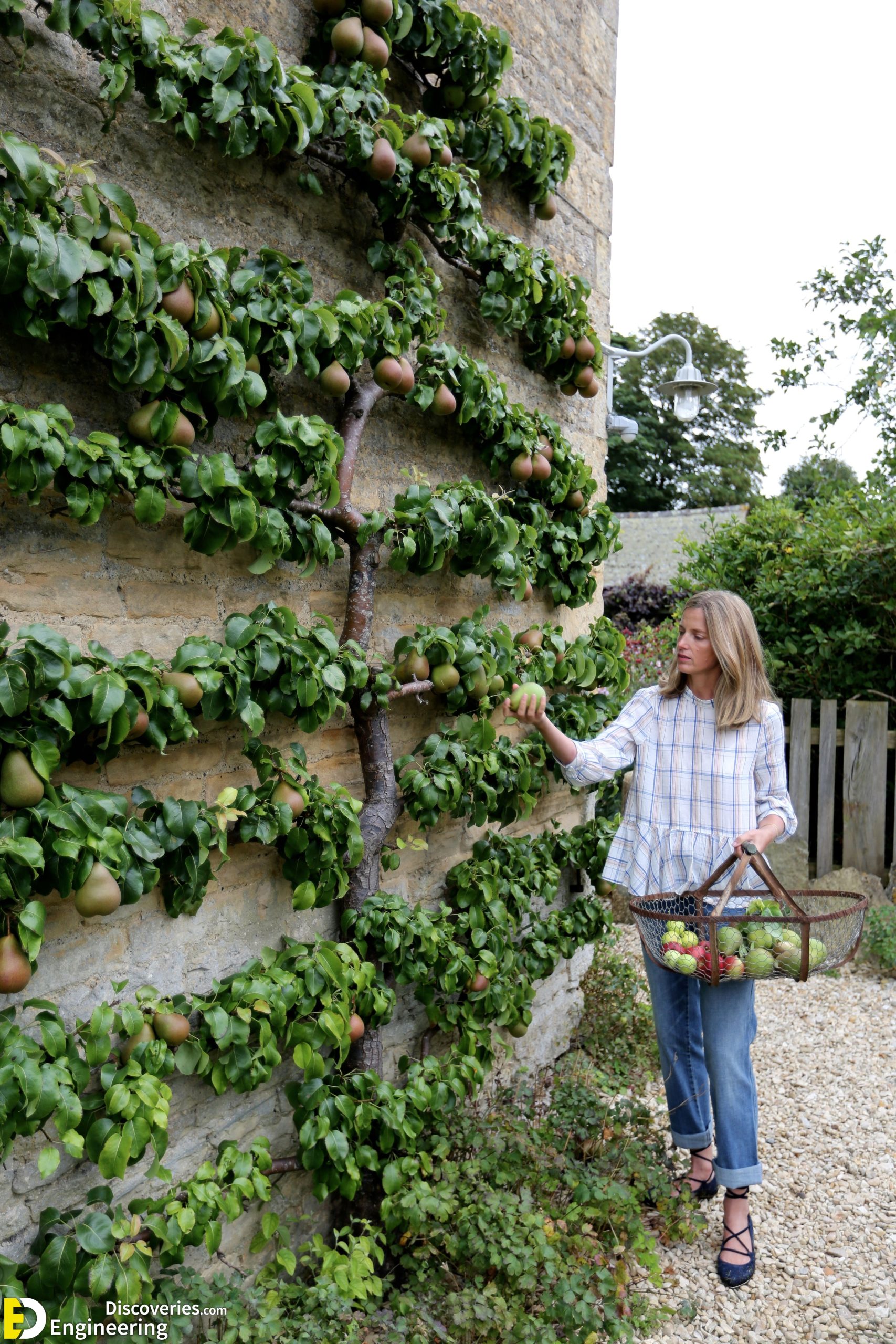 1-engineering-discoveries-eat-fresh-live-fresh-the-ultimate-guide-on-how-to-grow-fresh-and-healthy-vegetables-at-home-scaled.jpg
