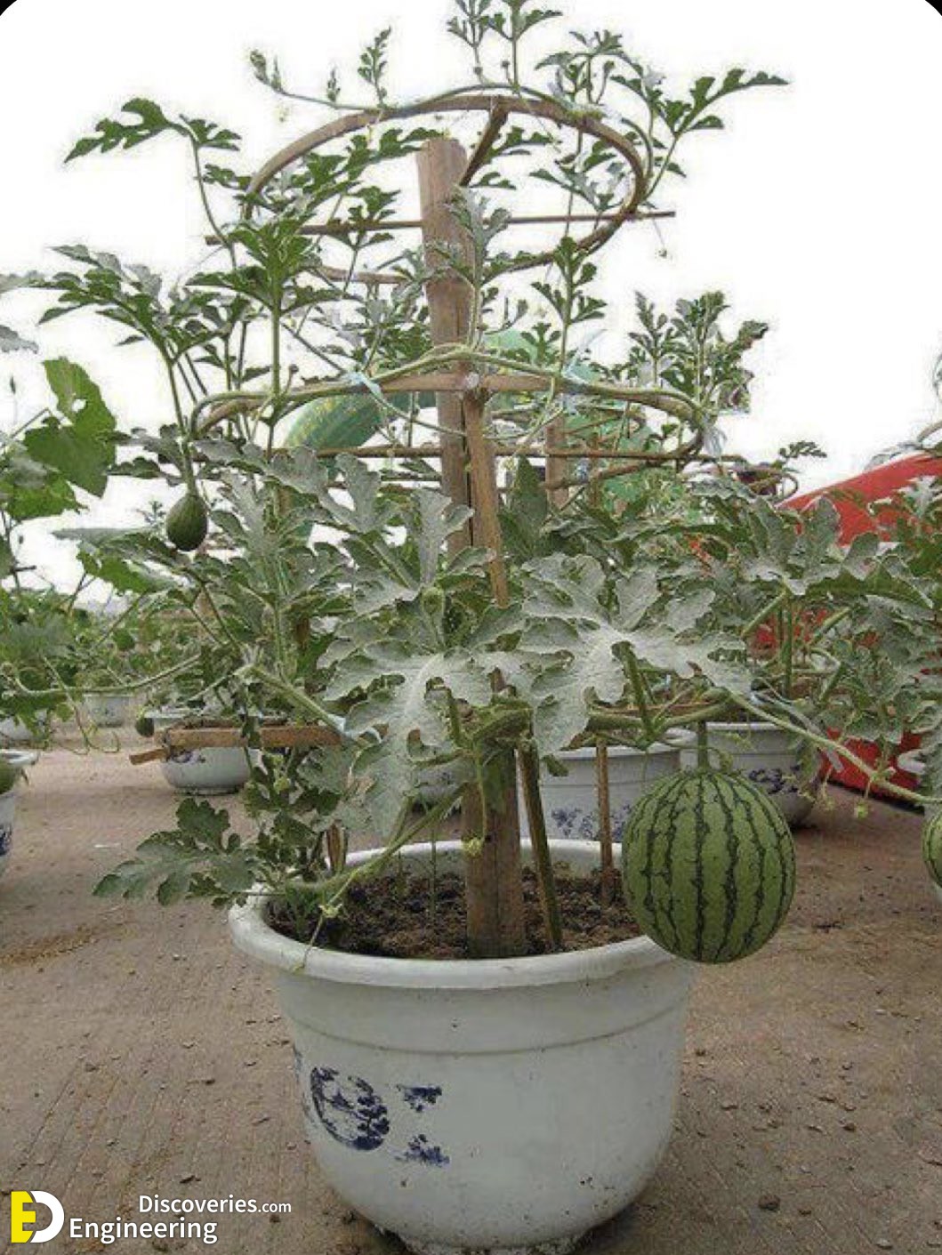 10-engineering-discoveries-eat-fresh-live-fresh-the-ultimate-guide-on-how-to-grow-fresh-and-healthy-vegetables-at-home.jpg