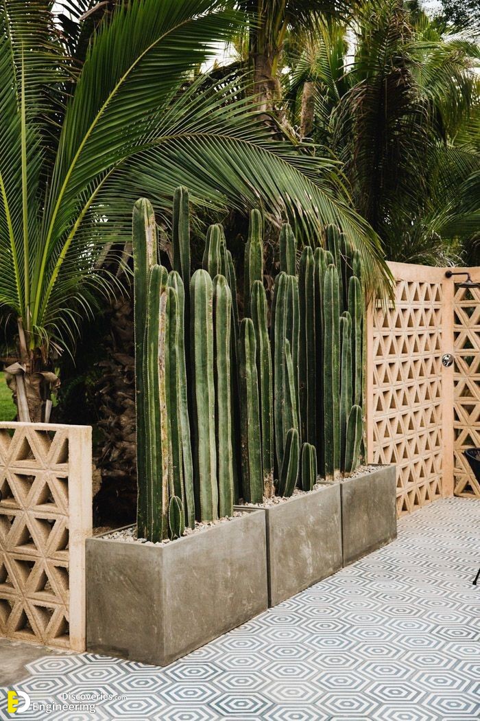 10-engineering-discoveries-stunning-aloe-vera-decor-ideas-that-will-transform-your-space.jpg