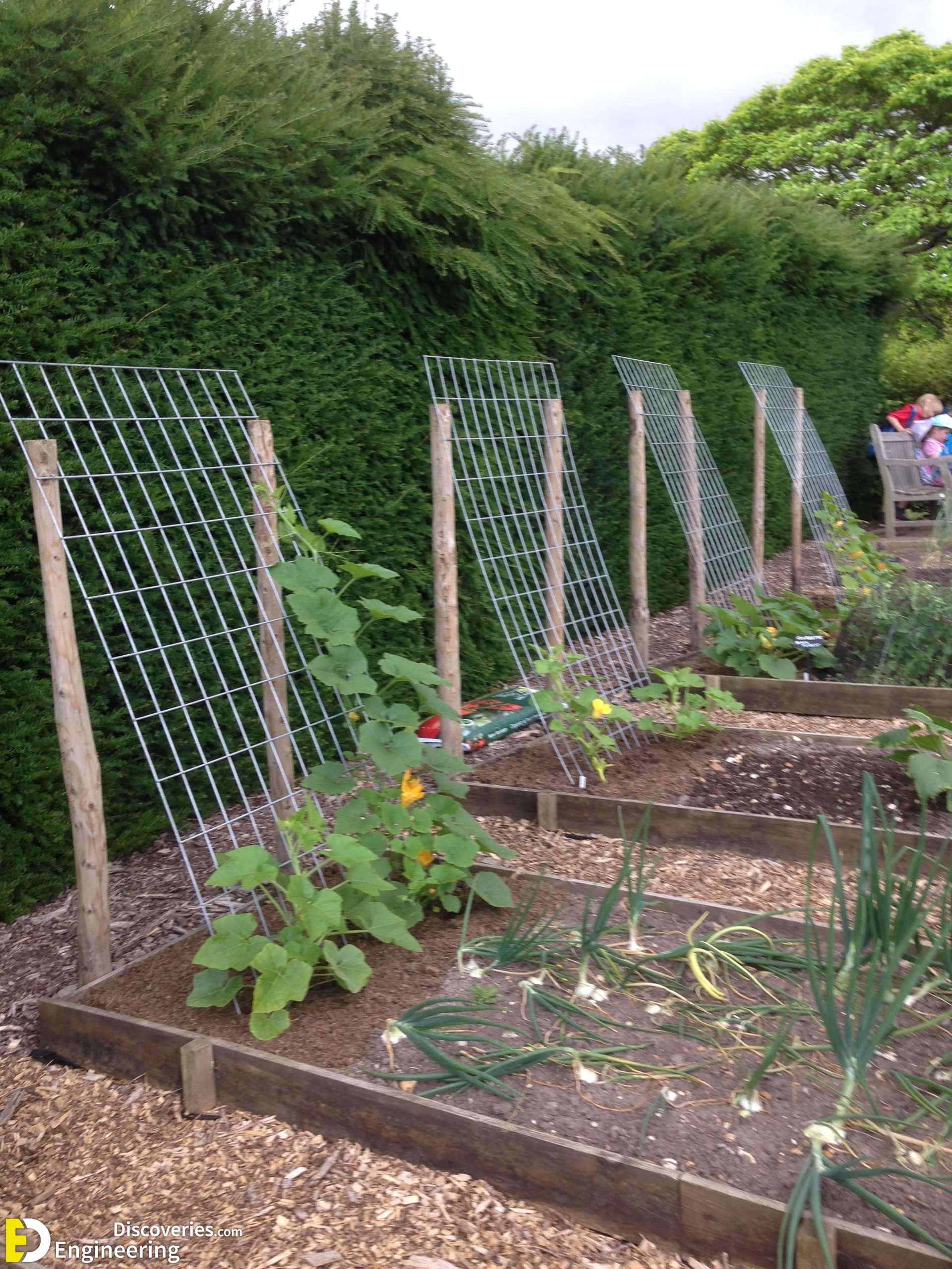 11-engineering-discoveries-eat-fresh-live-fresh-the-ultimate-guide-on-how-to-grow-fresh-and-healthy-vegetables-at-home-scaled.jpg