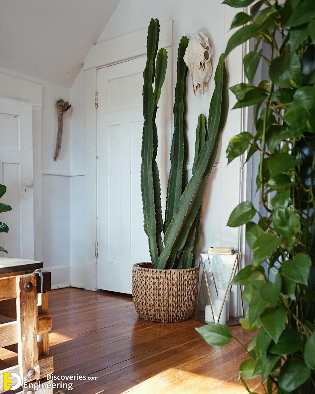 12-engineering-discoveries-stunning-aloe-vera-decor-ideas-that-will-transform-your-space.jpg