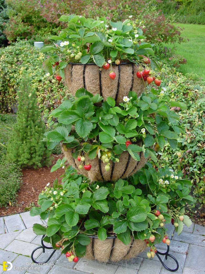14-engineering-discoveries-eat-fresh-live-fresh-the-ultimate-guide-on-how-to-grow-fresh-and-healthy-vegetables-at-home.jpg