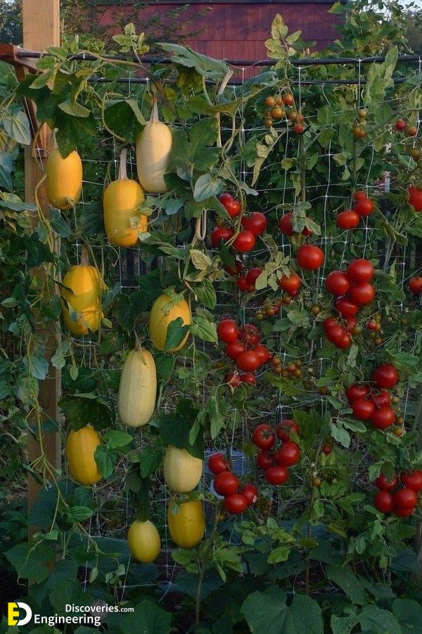 15-engineering-discoveries-eat-fresh-live-fresh-the-ultimate-guide-on-how-to-grow-fresh-and-healthy-vegetables-at-home.jpg