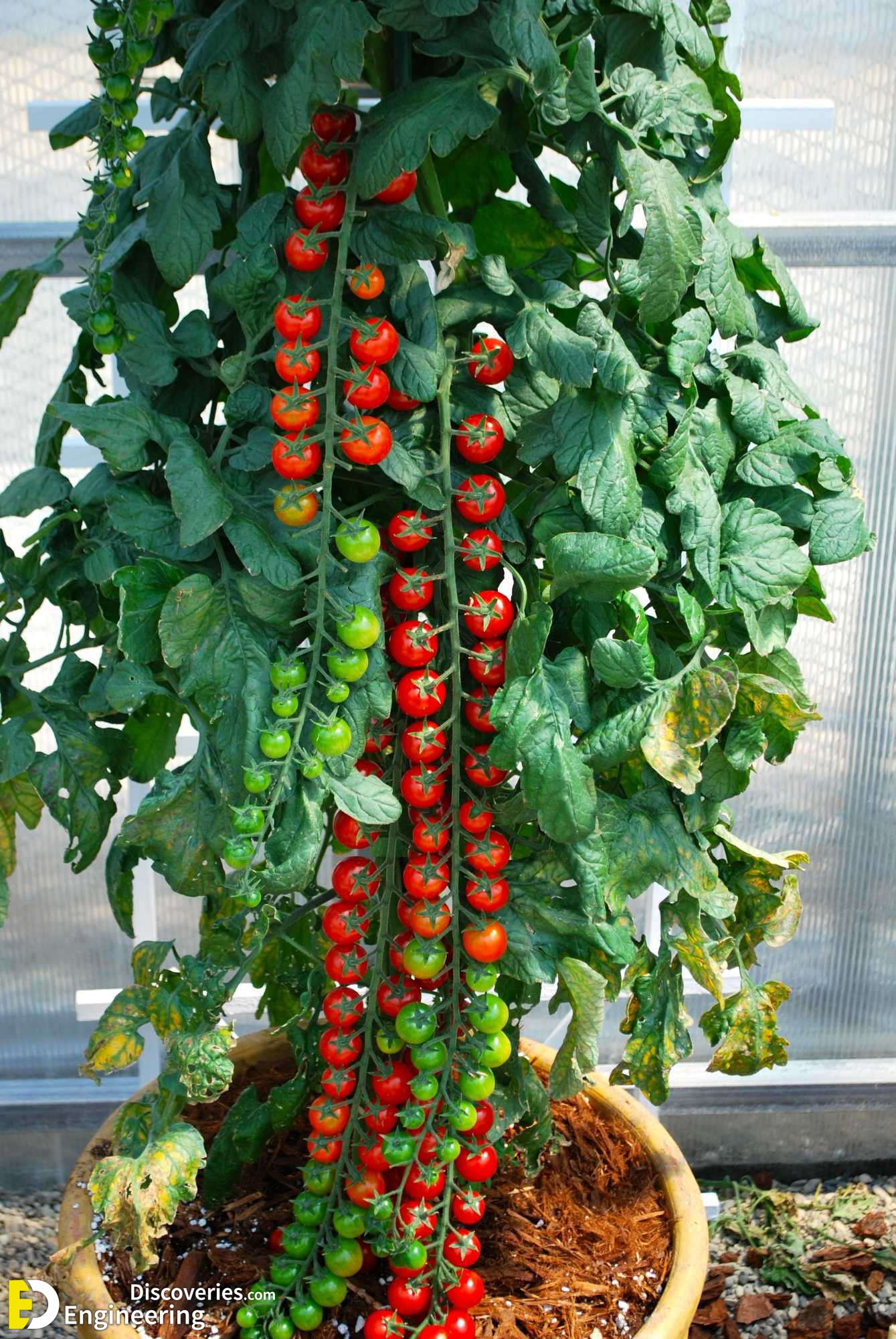 16-engineering-discoveries-eat-fresh-live-fresh-the-ultimate-guide-on-how-to-grow-fresh-and-healthy-vegetables-at-home.jpg