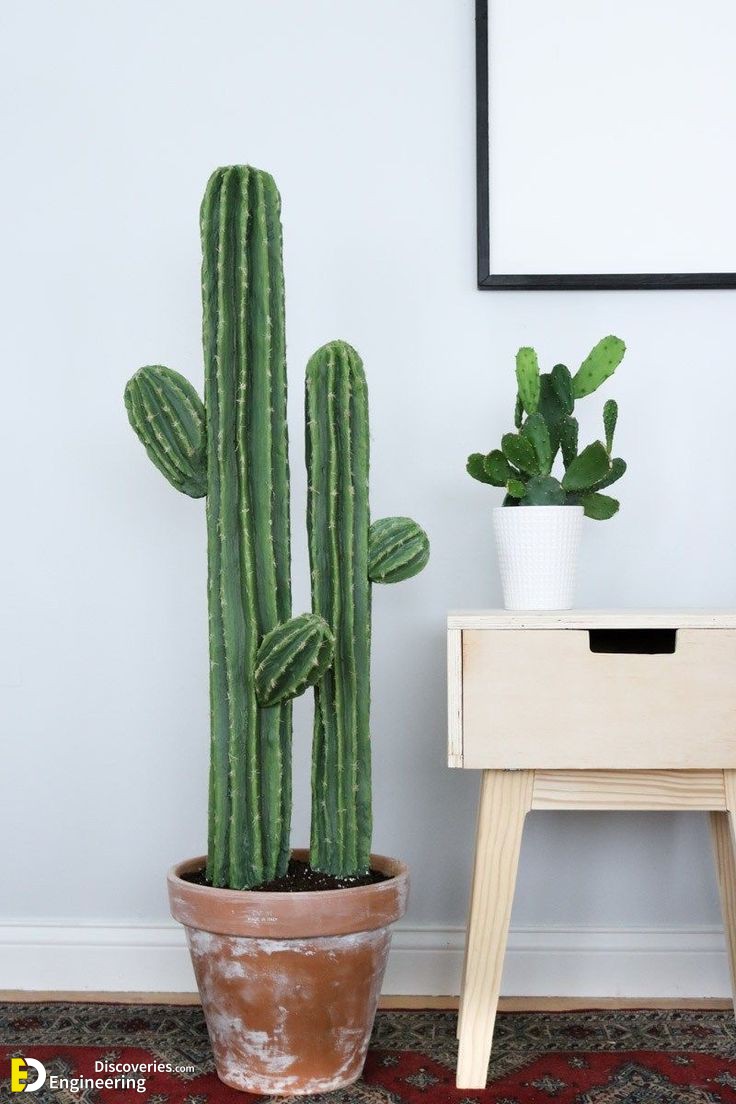 17-engineering-discoveries-stunning-aloe-vera-decor-ideas-that-will-transform-your-space.jpg