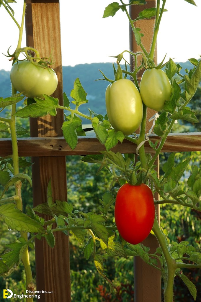 18-engineering-discoveries-eat-fresh-live-fresh-the-ultimate-guide-on-how-to-grow-fresh-and-healthy-vegetables-at-home.jpg