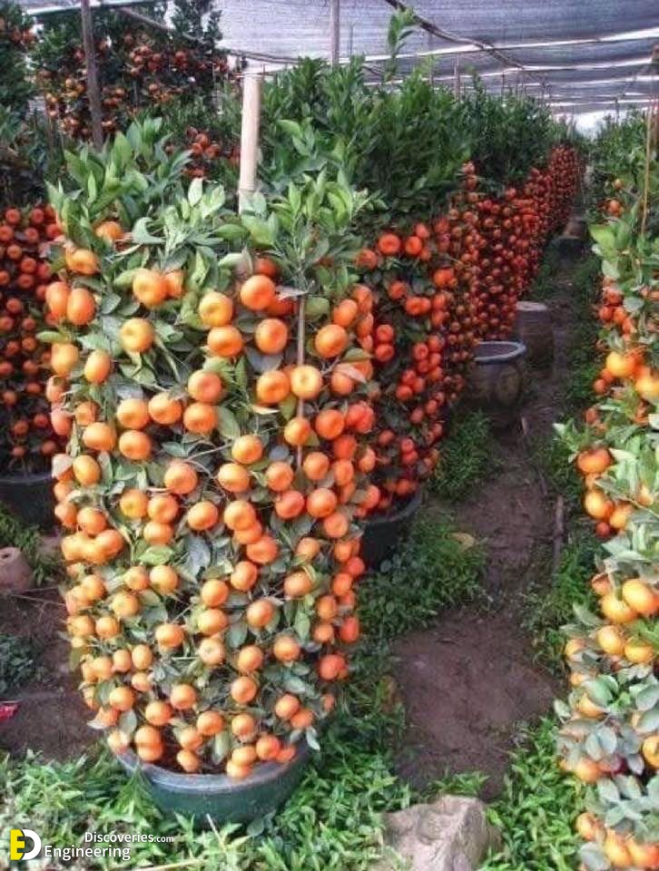 19-engineering-discoveries-eat-fresh-live-fresh-the-ultimate-guide-on-how-to-grow-fresh-and-healthy-vegetables-at-home.jpg