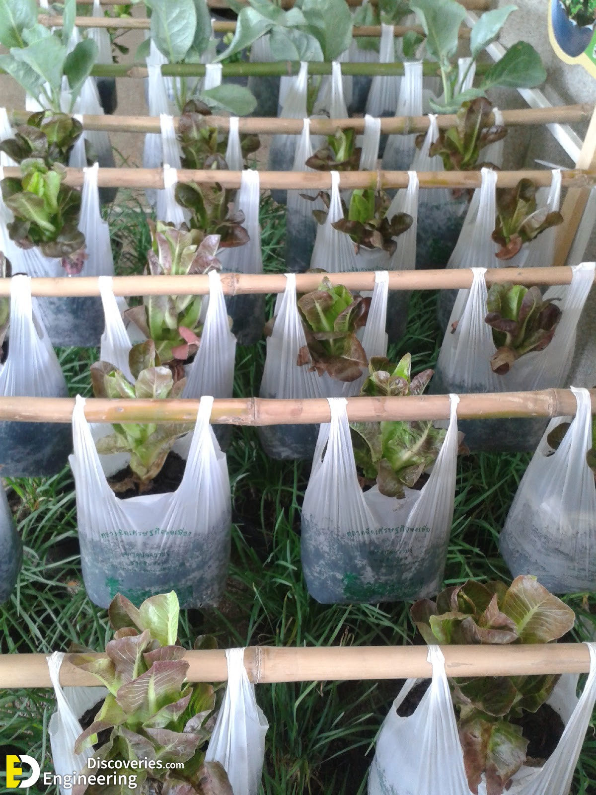 2-engineering-discoveries-eat-fresh-live-fresh-the-ultimate-guide-on-how-to-grow-fresh-and-healthy-vegetables-at-home.jpg