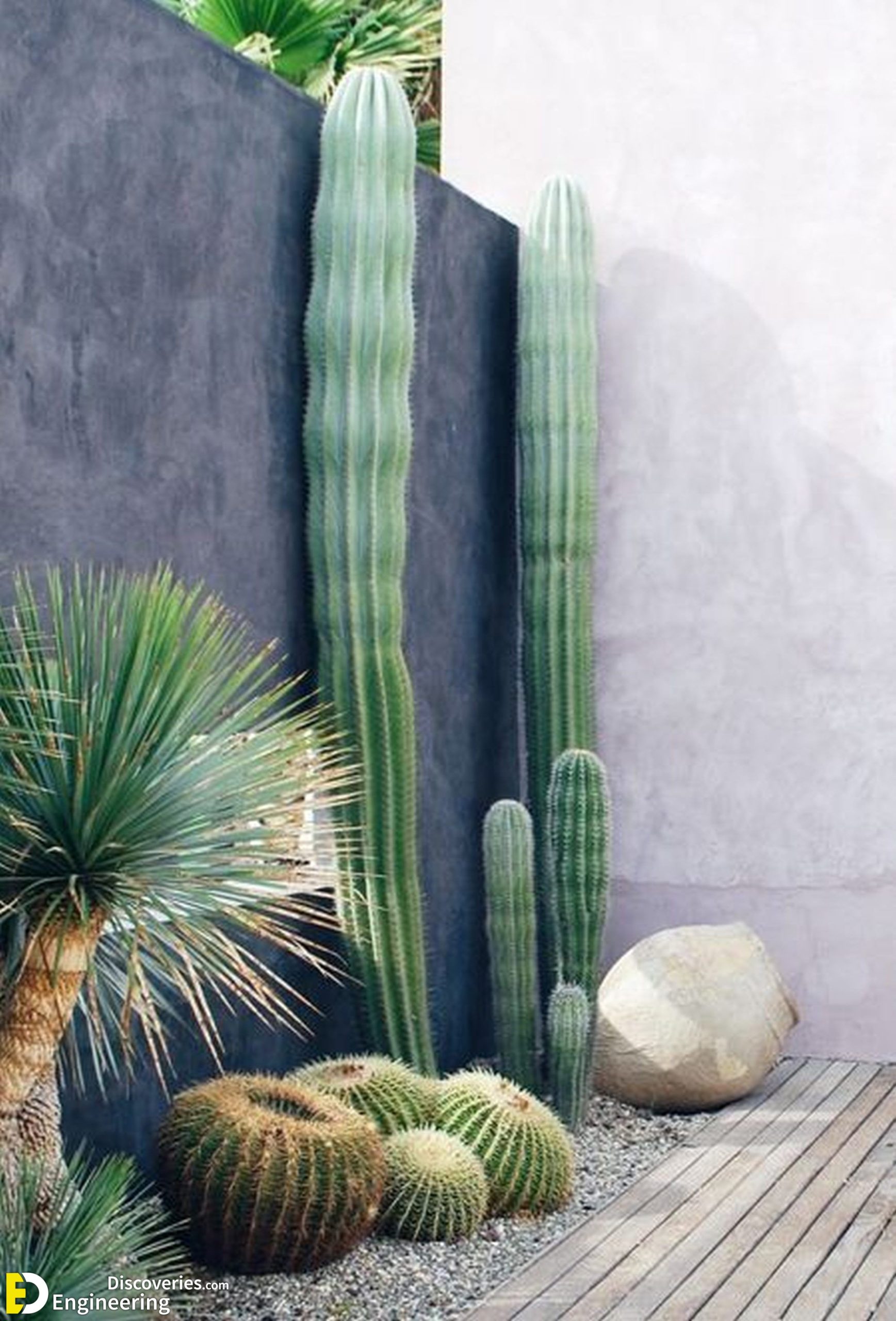 2-engineering-discoveries-stunning-aloe-vera-decor-ideas-that-will-transform-your-space-scaled.jpg