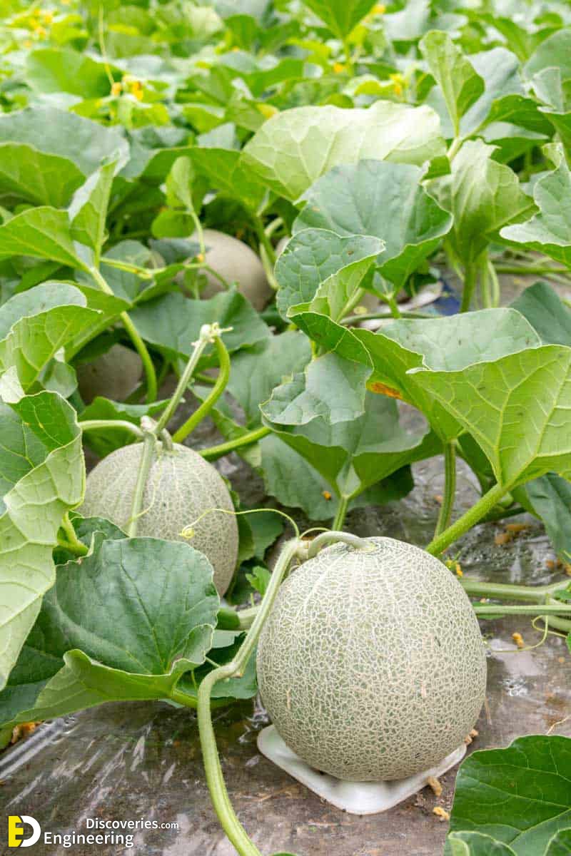 22-engineering-discoveries-eat-fresh-live-fresh-the-ultimate-guide-on-how-to-grow-fresh-and-healthy-vegetables-at-home.jpg