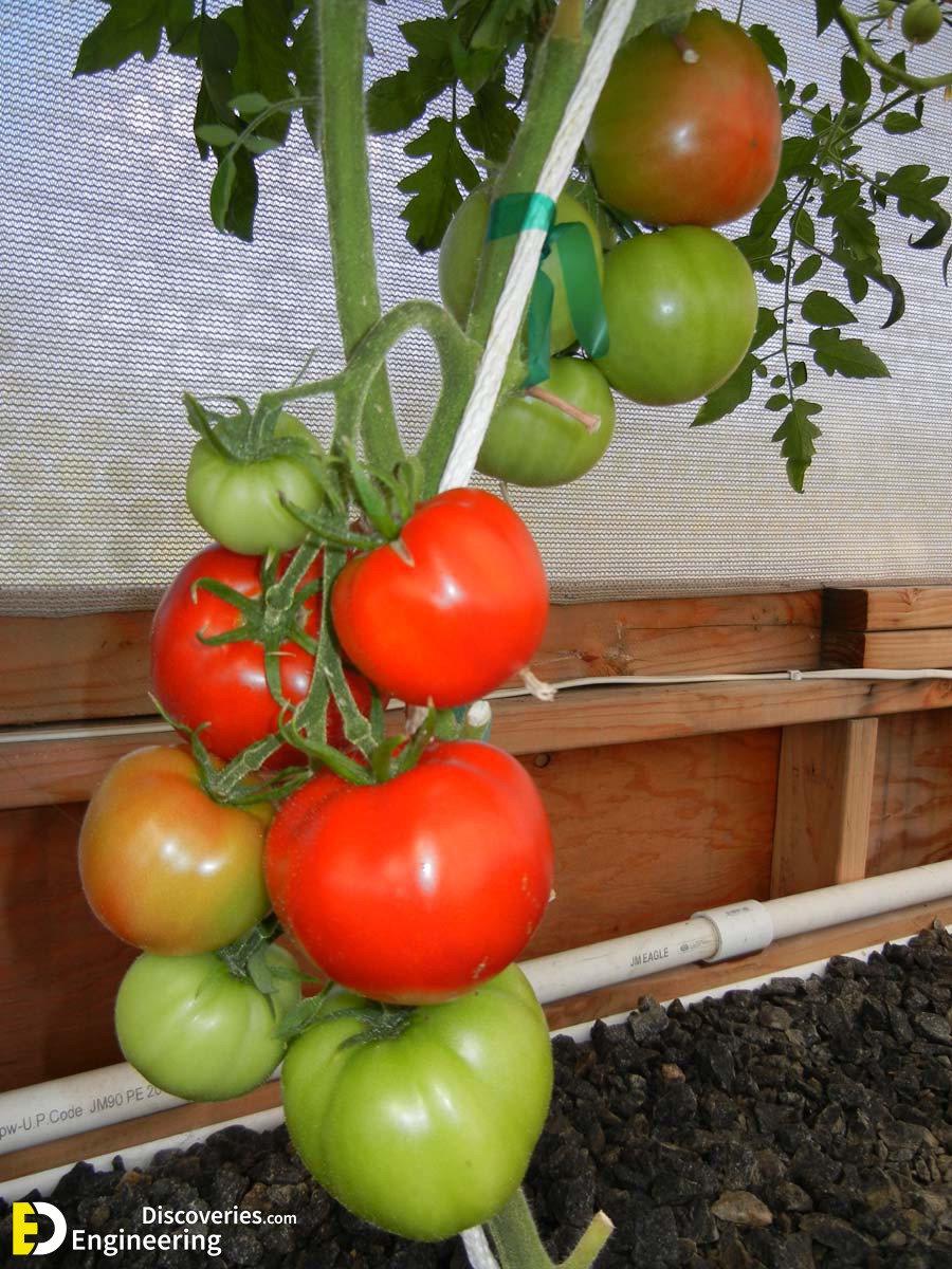 23-engineering-discoveries-eat-fresh-live-fresh-the-ultimate-guide-on-how-to-grow-fresh-and-healthy-vegetables-at-home.jpg