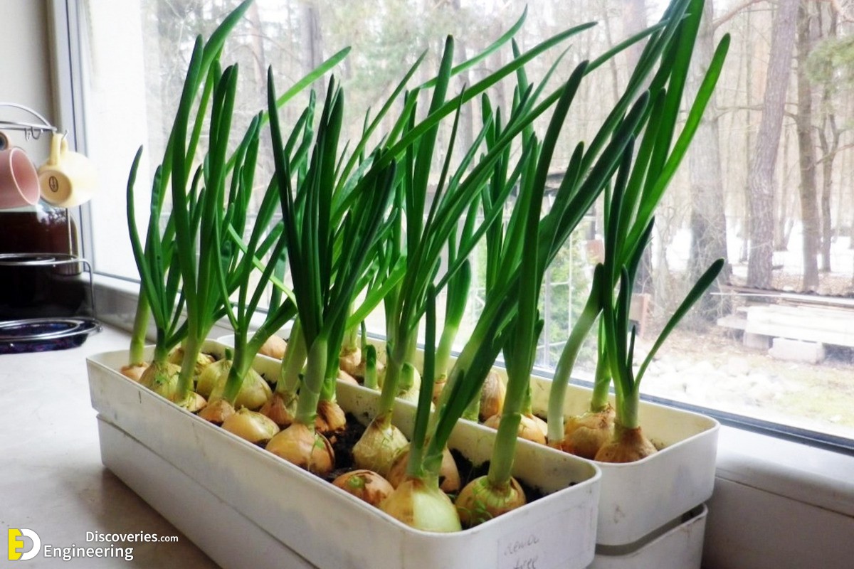 26-engineering-discoveries-eat-fresh-live-fresh-the-ultimate-guide-on-how-to-grow-fresh-and-healthy-vegetables-at-home.jpg