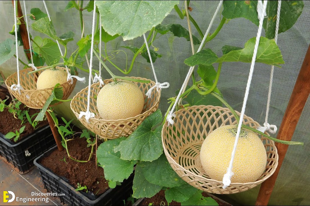 27-engineering-discoveries-eat-fresh-live-fresh-the-ultimate-guide-on-how-to-grow-fresh-and-healthy-vegetables-at-home.jpg