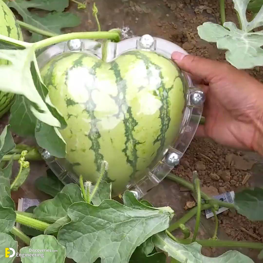 28-engineering-discoveries-eat-fresh-live-fresh-the-ultimate-guide-on-how-to-grow-fresh-and-healthy-vegetables-at-home.jpg