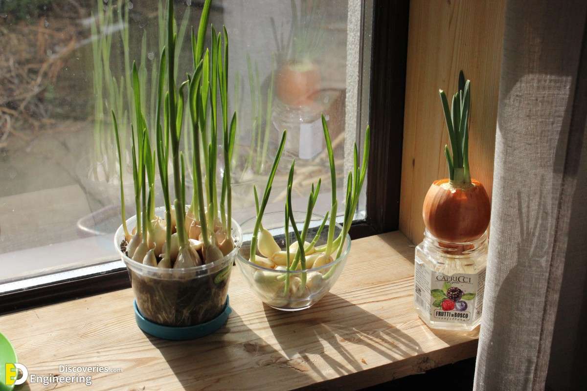 29-engineering-discoveries-eat-fresh-live-fresh-the-ultimate-guide-on-how-to-grow-fresh-and-healthy-vegetables-at-home.jpg