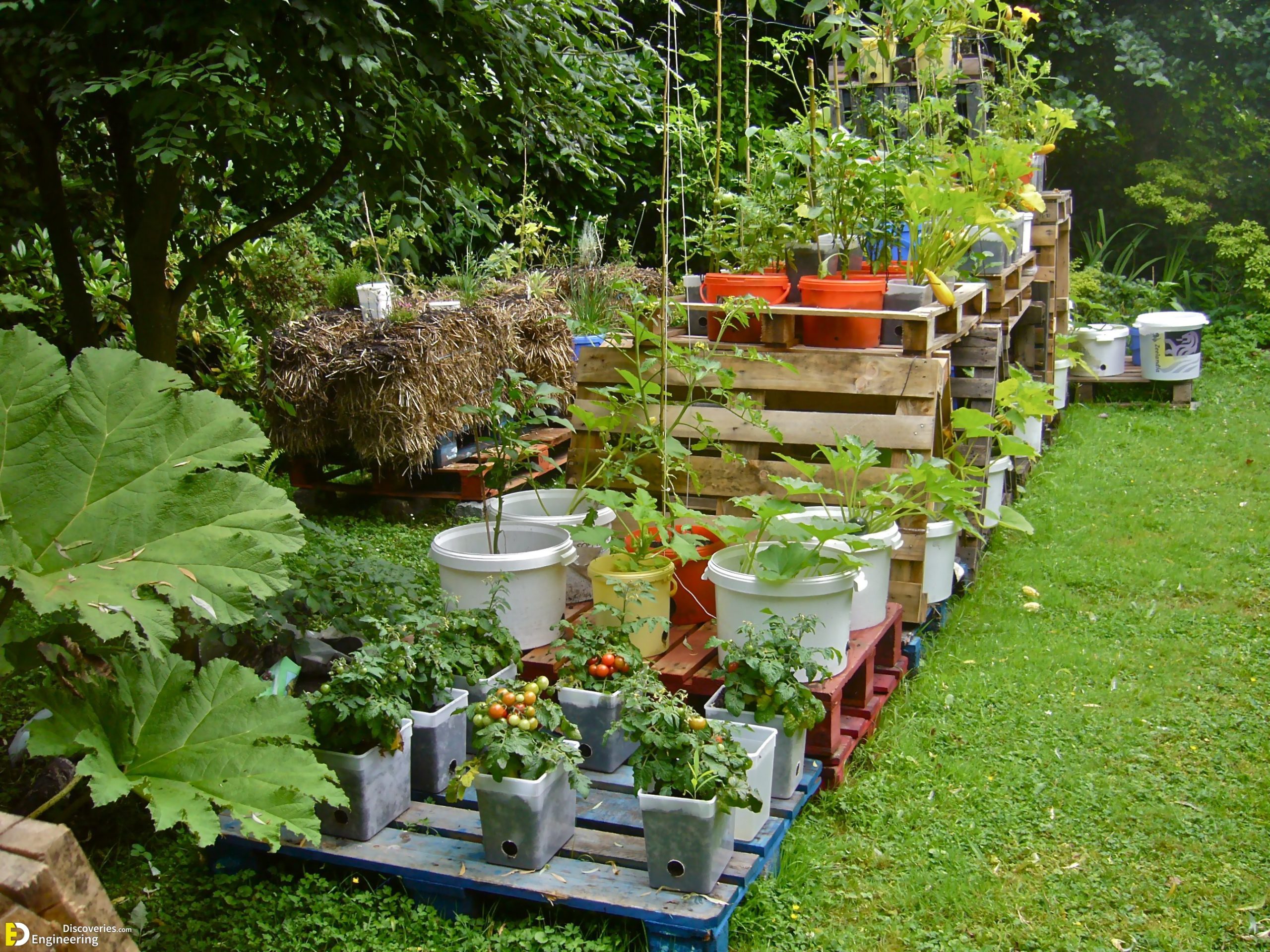 30-engineering-discoveries-eat-fresh-live-fresh-the-ultimate-guide-on-how-to-grow-fresh-and-healthy-vegetables-at-home-scaled.jpg