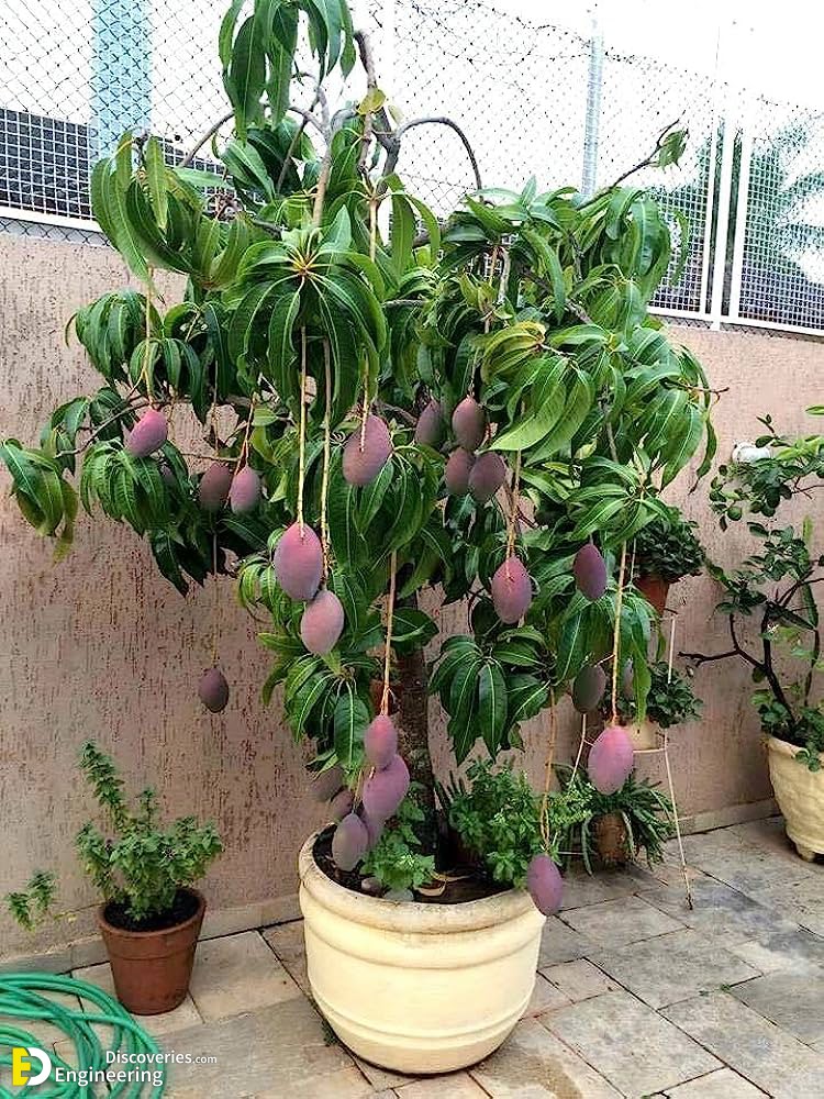 4-engineering-discoveries-eat-fresh-live-fresh-the-ultimate-guide-on-how-to-grow-fresh-and-healthy-vegetables-at-home.jpg