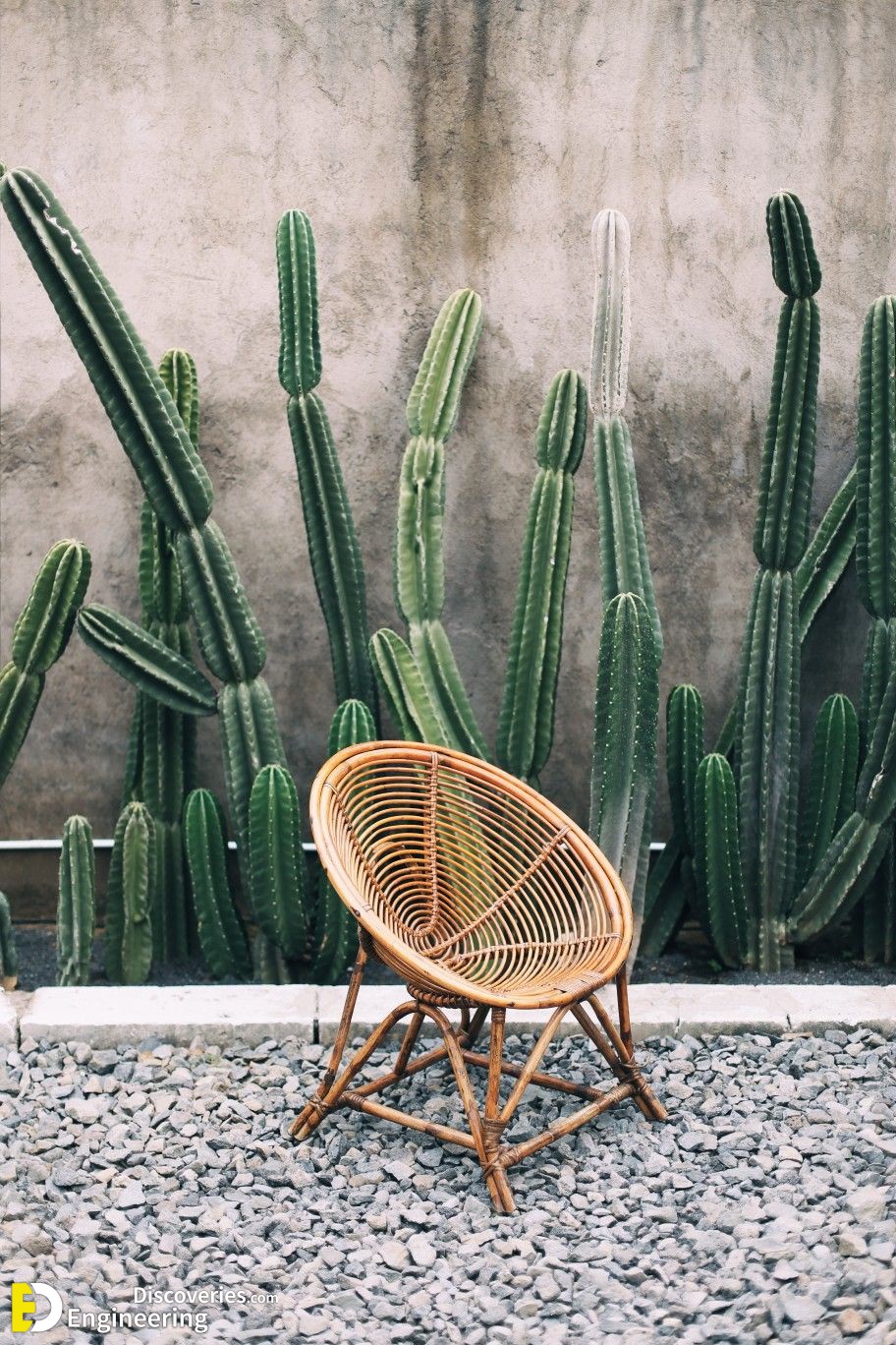 4-engineering-discoveries-stunning-aloe-vera-decor-ideas-that-will-transform-your-space.jpg