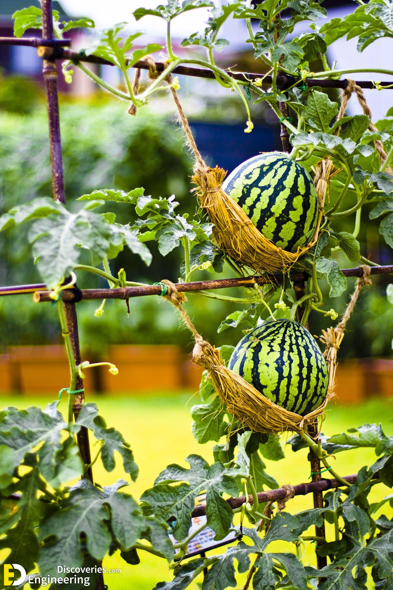 5-engineering-discoveries-eat-fresh-live-fresh-the-ultimate-guide-on-how-to-grow-fresh-and-healthy-vegetables-at-home.jpg