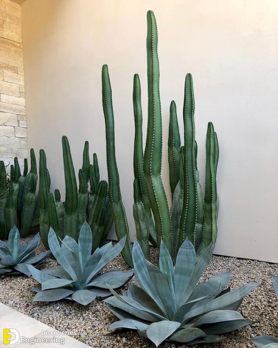 5-engineering-discoveries-stunning-aloe-vera-decor-ideas-that-will-transform-your-space.jpg