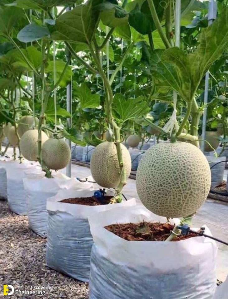 6-engineering-discoveries-eat-fresh-live-fresh-the-ultimate-guide-on-how-to-grow-fresh-and-healthy-vegetables-at-home.jpg