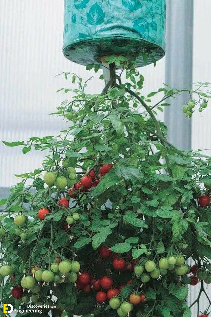 7-engineering-discoveries-eat-fresh-live-fresh-the-ultimate-guide-on-how-to-grow-fresh-and-healthy-vegetables-at-home.jpg