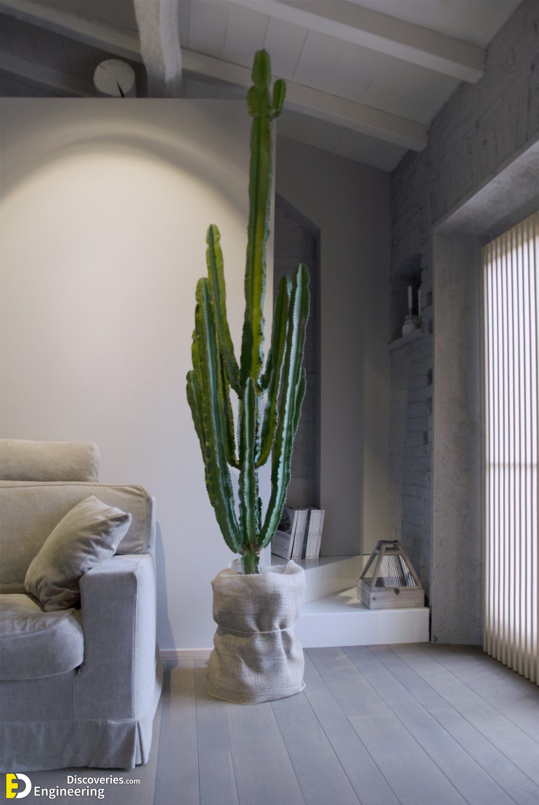 8-engineering-discoveries-stunning-aloe-vera-decor-ideas-that-will-transform-your-space.jpg