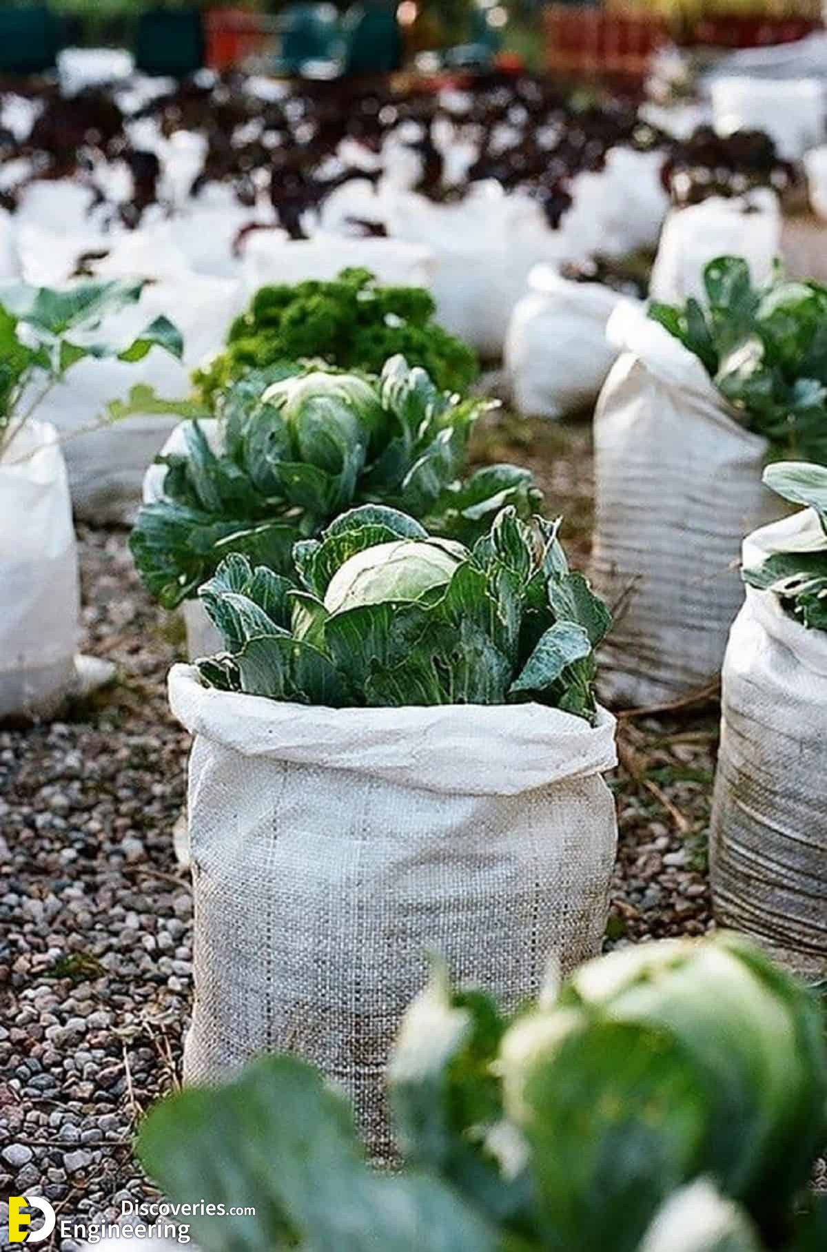 9-engineering-discoveries-eat-fresh-live-fresh-the-ultimate-guide-on-how-to-grow-fresh-and-healthy-vegetables-at-home.jpg